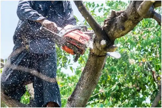 tree services Summerville